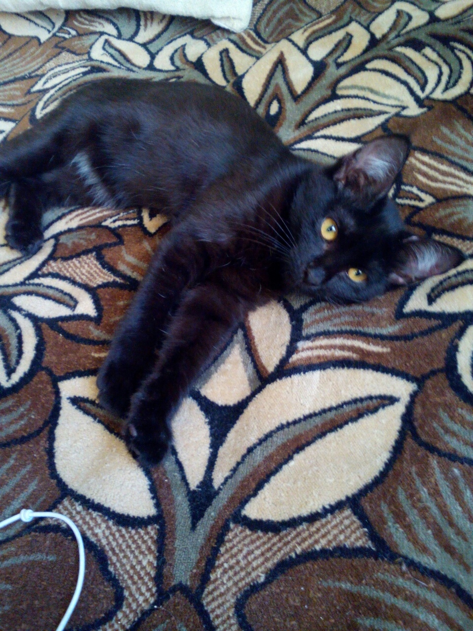 Сати - Имена для девочек - Клички для котов и кошек