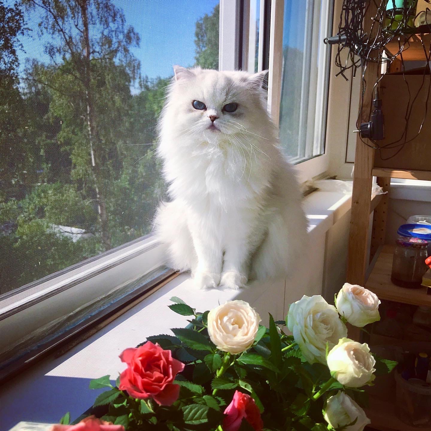 Джемма - Имена для девочек - Клички для котов и кошек