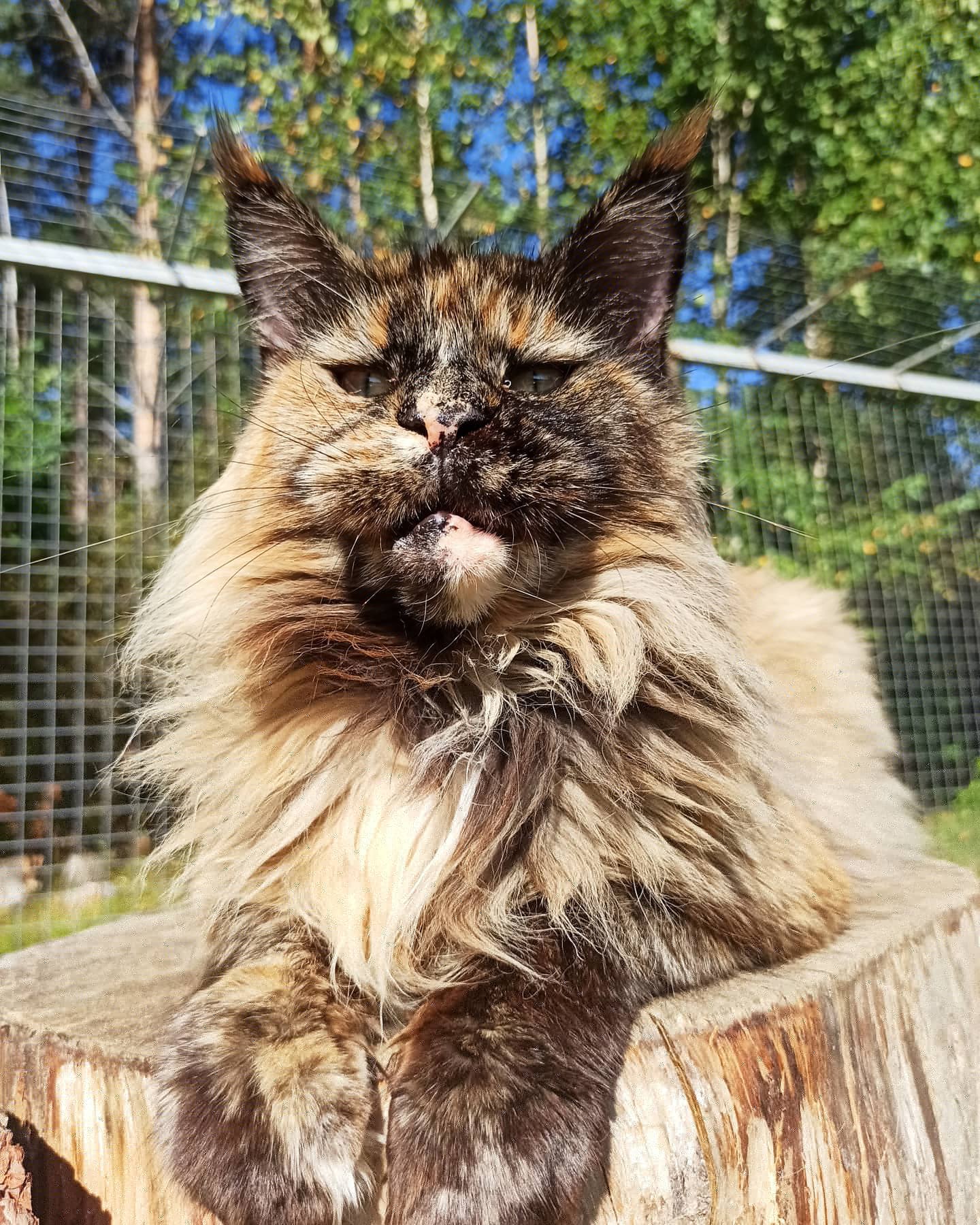 Лампа - Имена для девочек - Клички для котов и кошек