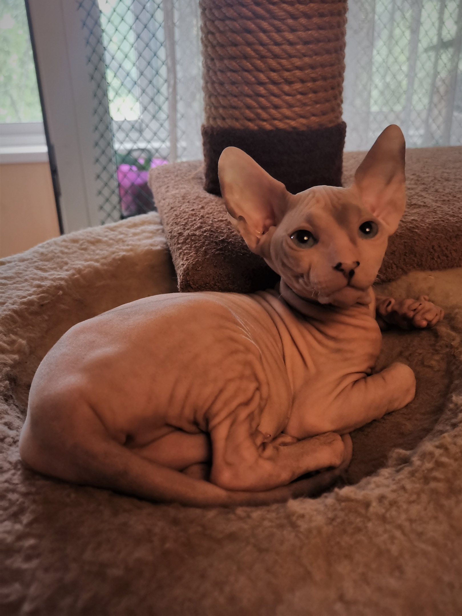 Никалета - Имена для девочек - Клички для котов и кошек