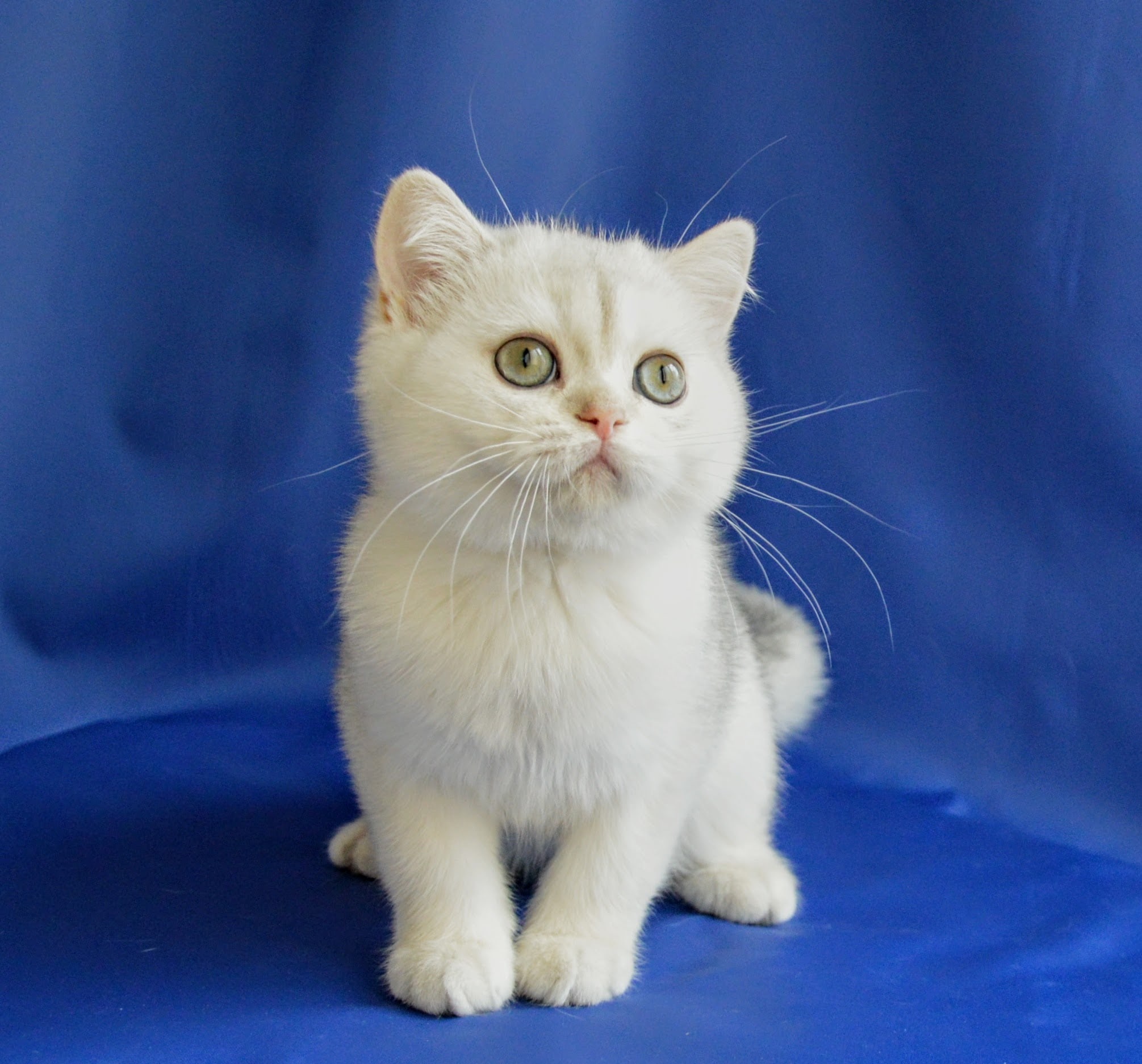 Матвей - Имена для мальчиков - Клички для котов и кошек