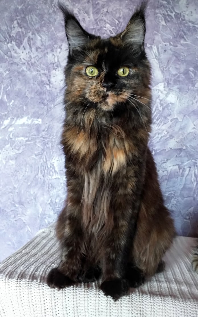 Эби - Имена для девочек - Клички для котов и кошек