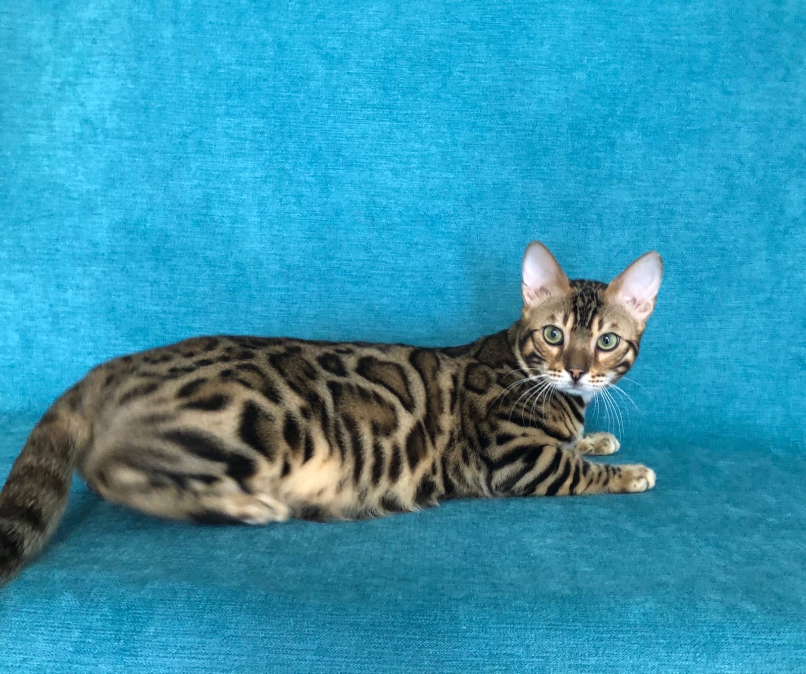 Арго - Имена для мальчиков - Клички для котов и кошек