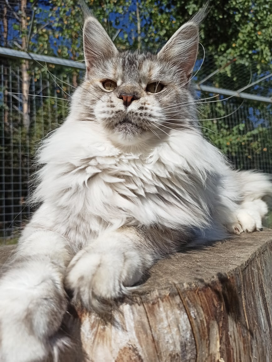 Валя - Имена для девочек - Клички для котов и кошек