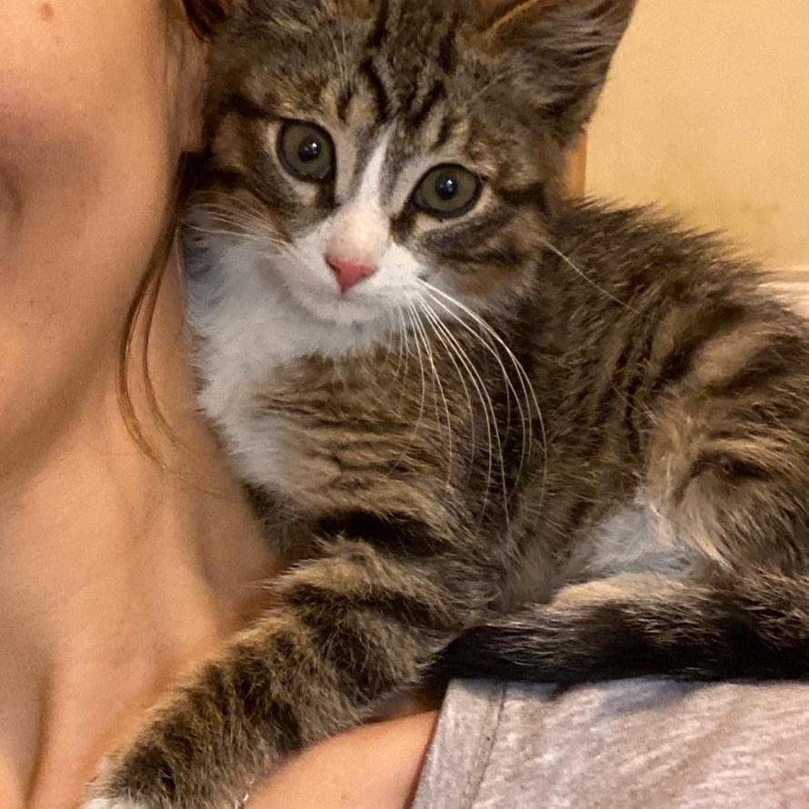 Веся - Имена для мальчиков - Клички для котов и кошек