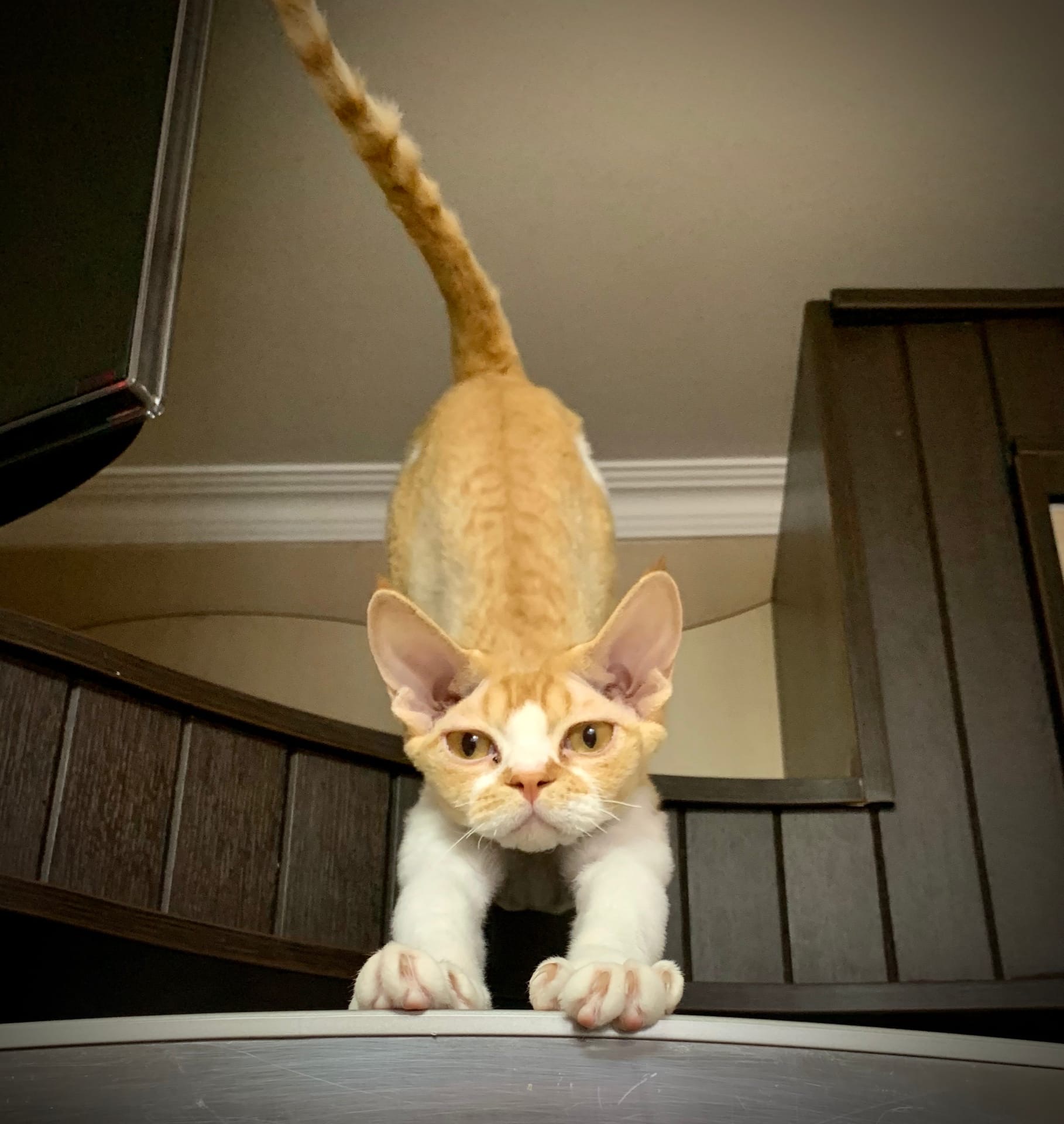 Урсула - Имена для девочек - Клички для котов и кошек