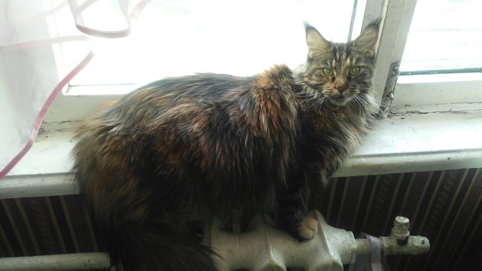 Оливия - Имена для девочек - Клички для котов и кошек