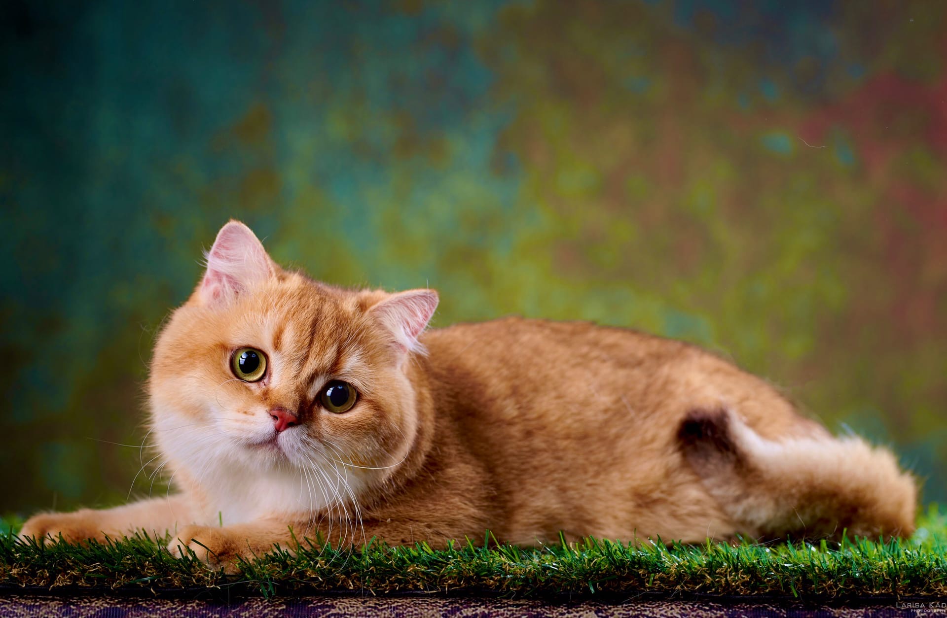 Нашми - Имена для девочек - Клички для котов и кошек