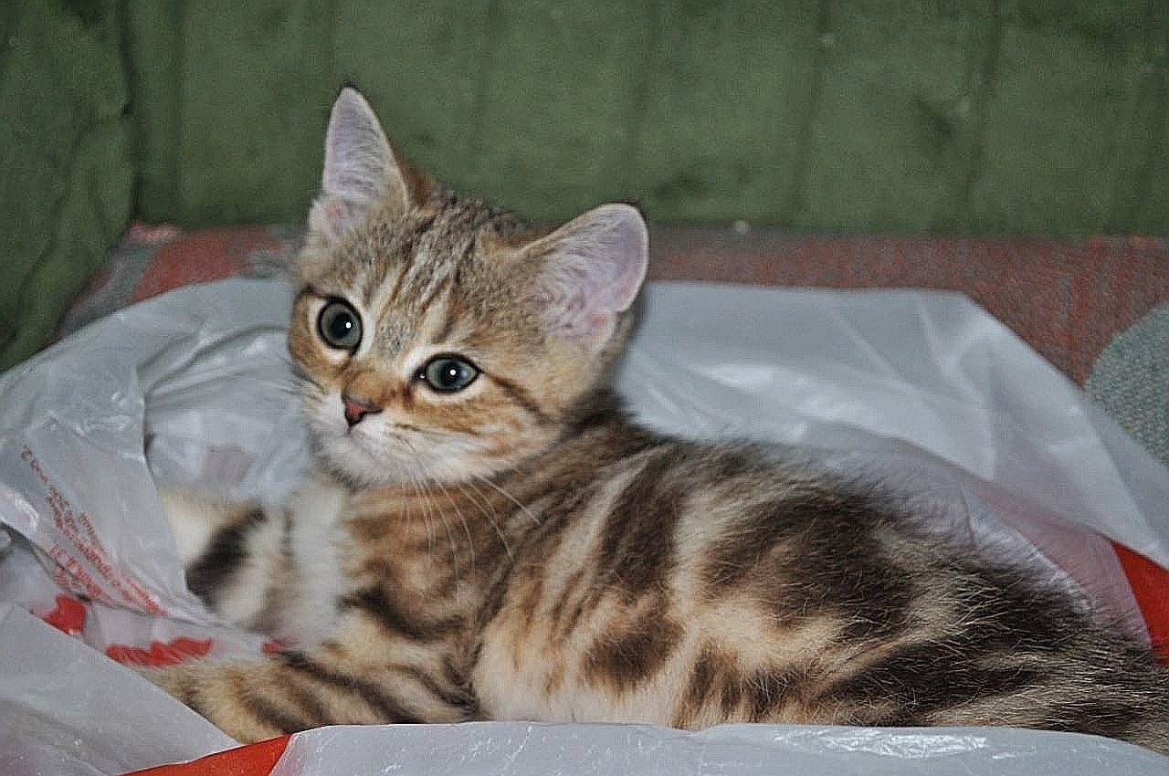 Месси - Имена для мальчиков - Клички для котов и кошек