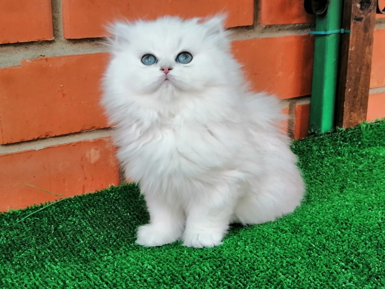 Николь - Имена для девочек - Клички для котов и кошек