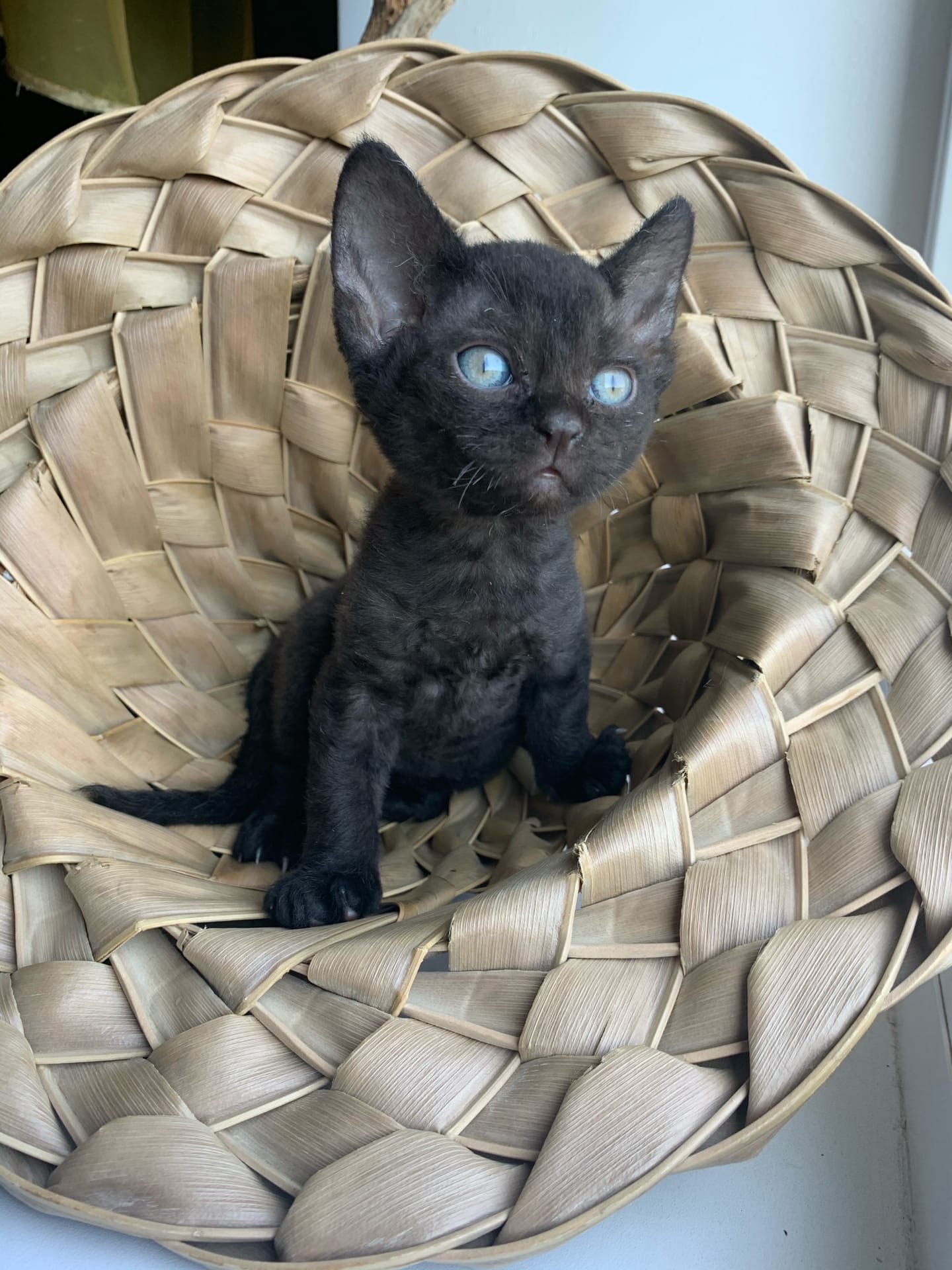 Лилу - Имена для мальчиков - Клички для котов и кошек