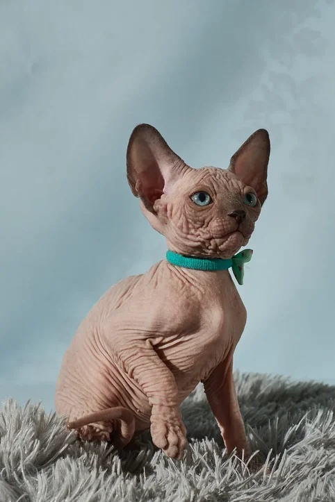 Лютик - Имена для мальчиков - Клички для котов и кошек