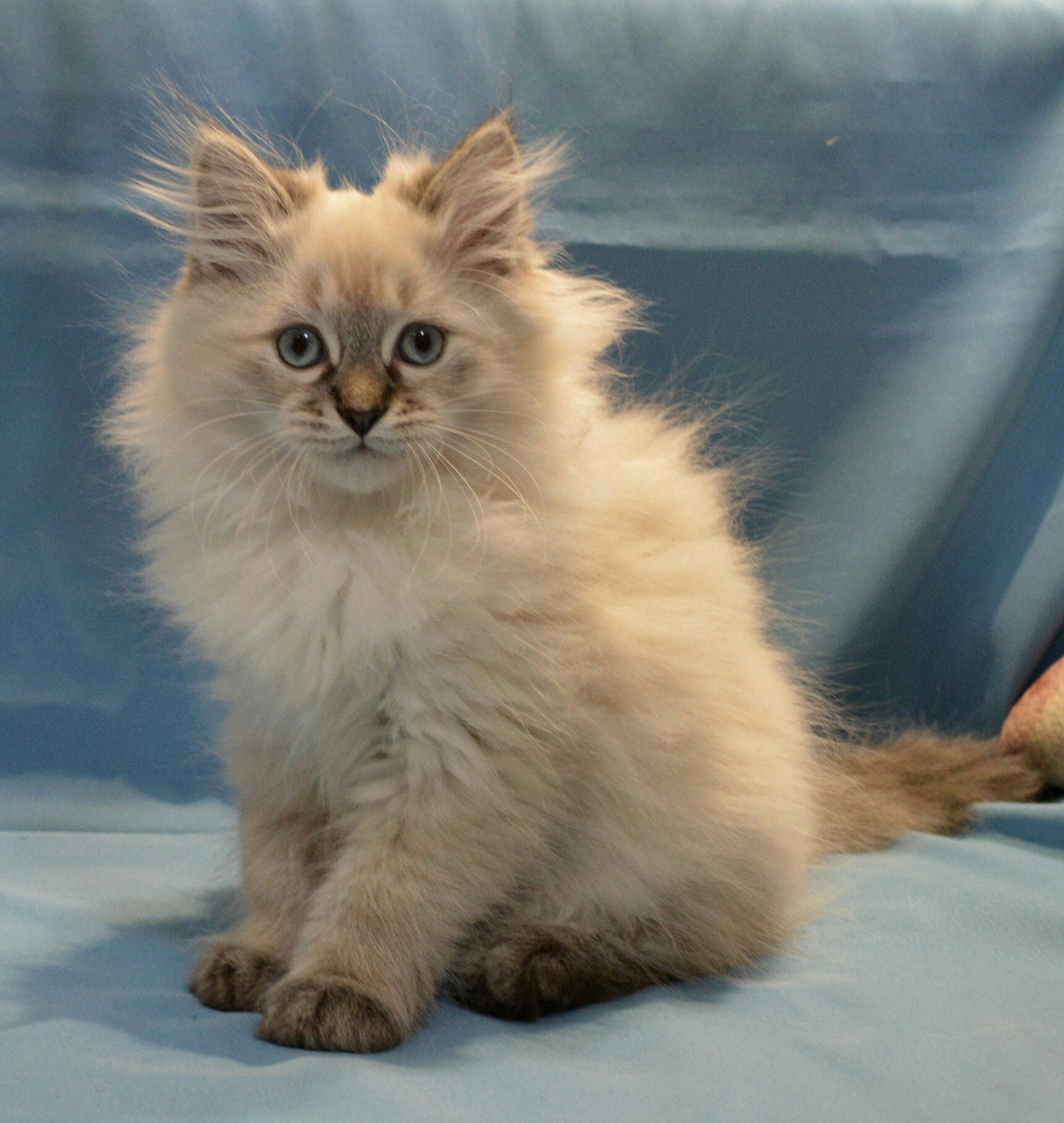 Китти - Имена для девочек - Клички для котов и кошек