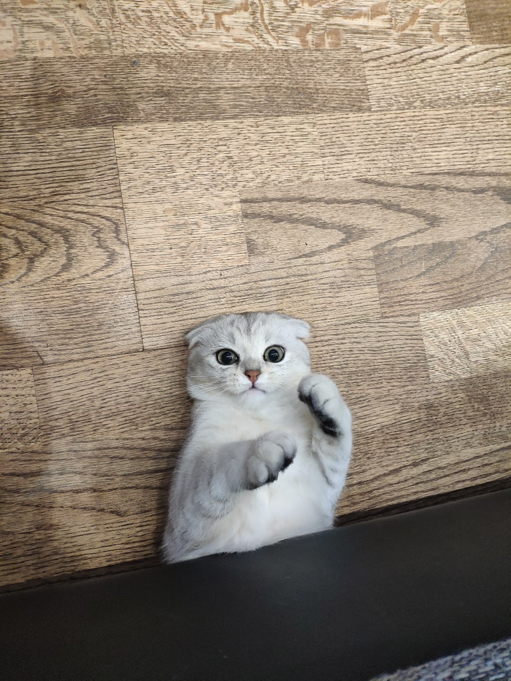 Бетти - Имена для девочек - Клички для котов и кошек