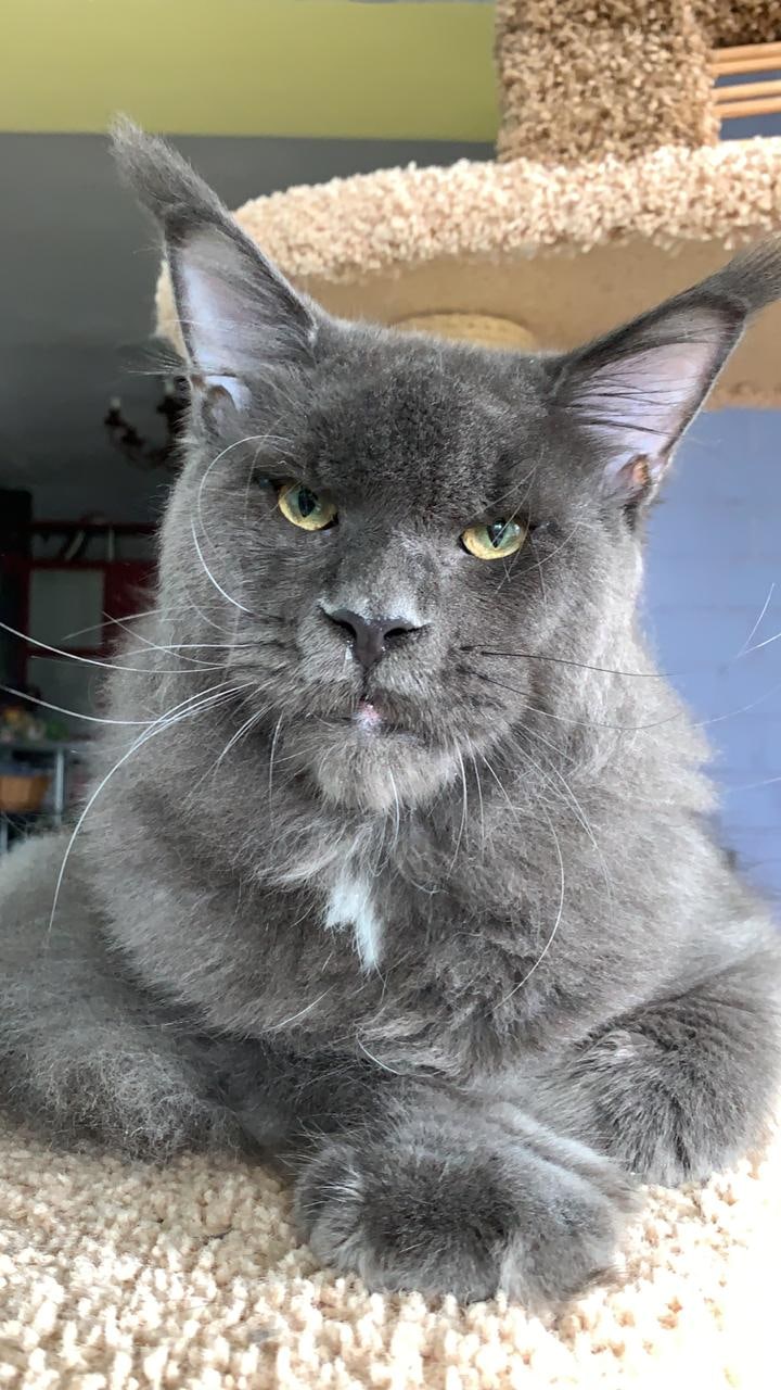 Гуччи - Имена для мальчиков - Клички для котов и кошек