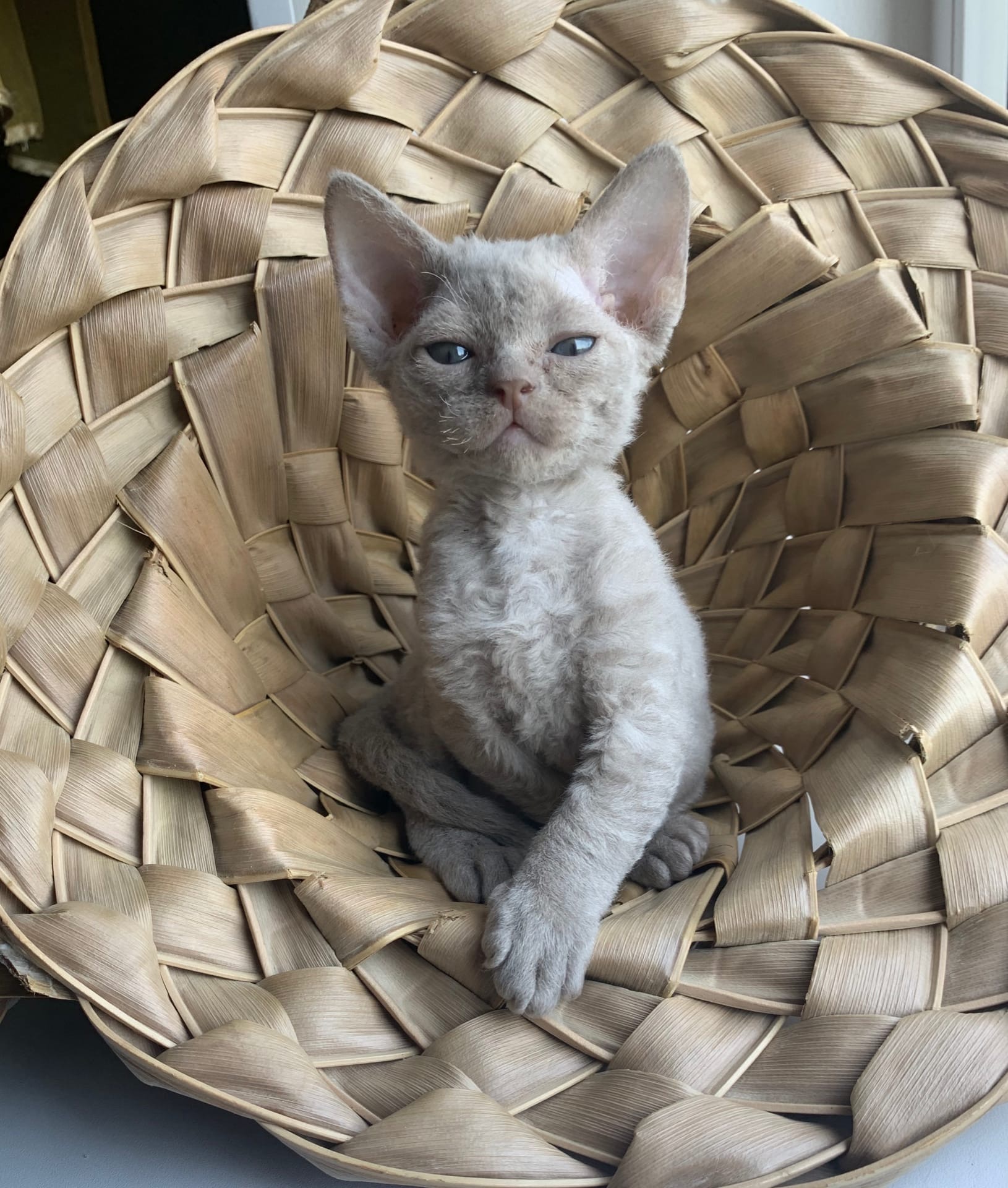 Луи - Имена для мальчиков - Клички для котов и кошек