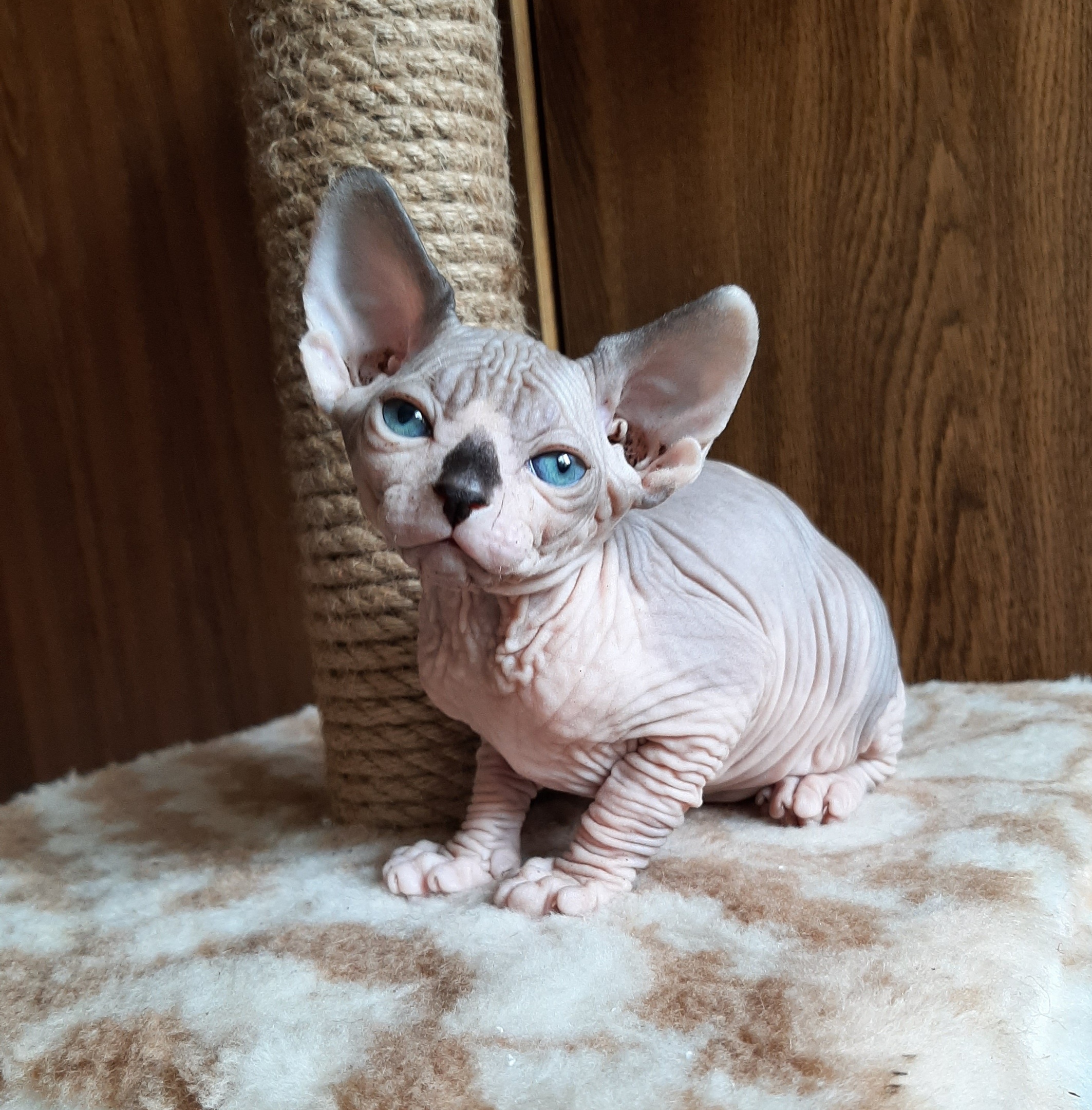 Фата - Имена для девочек - Клички для котов и кошек