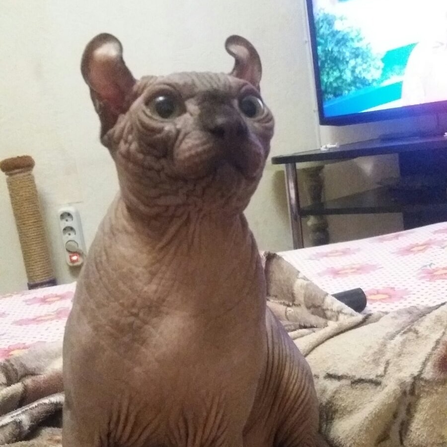 Амадеус - Имена для мальчиков - Клички для котов и кошек