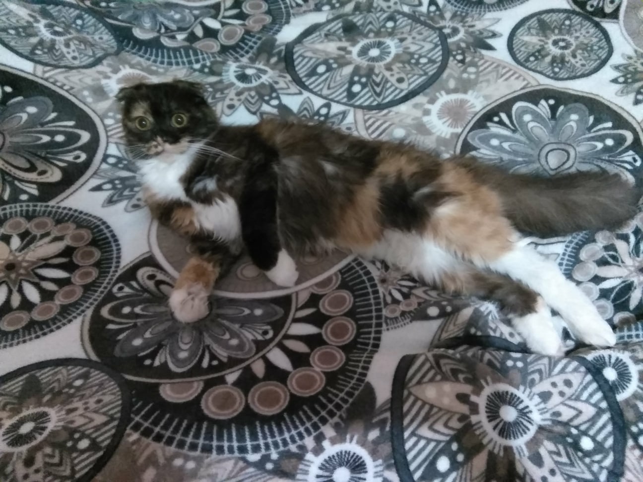 Маркиза - Имена для девочек - Клички для котов и кошек