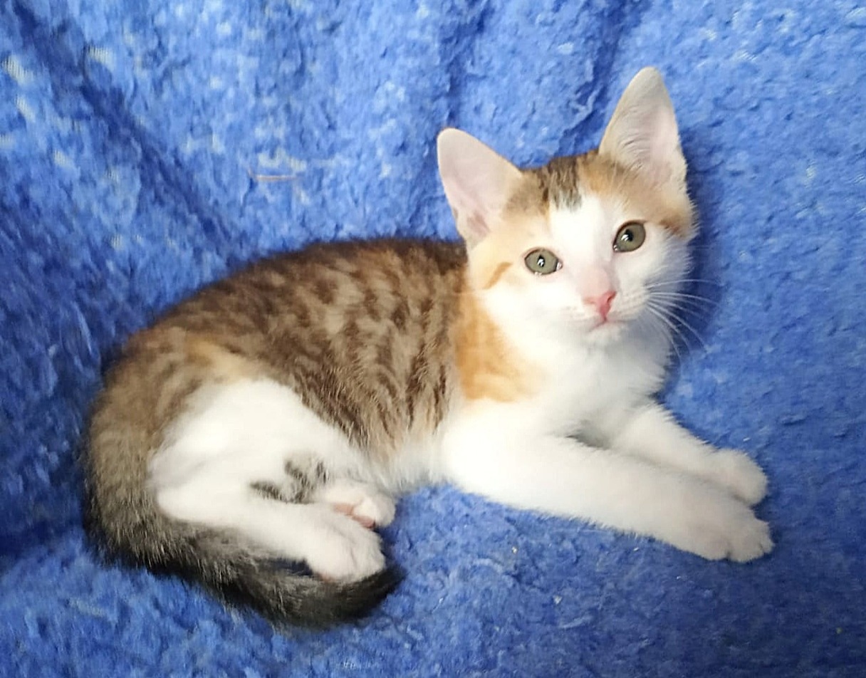 Ватрушка - Имена для девочек - Клички для котов и кошек