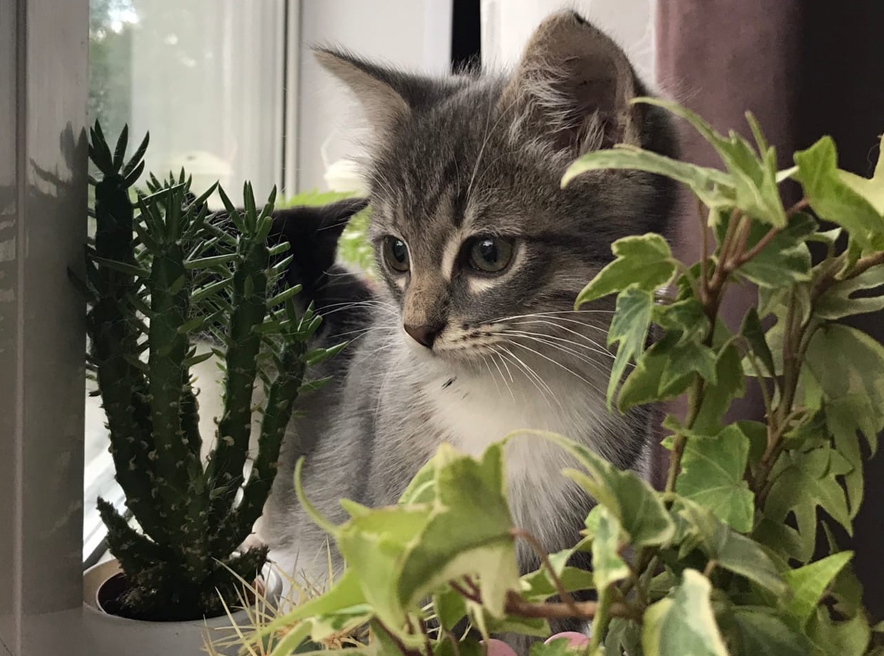 Итачи - Имена для мальчиков - Клички для котов и кошек