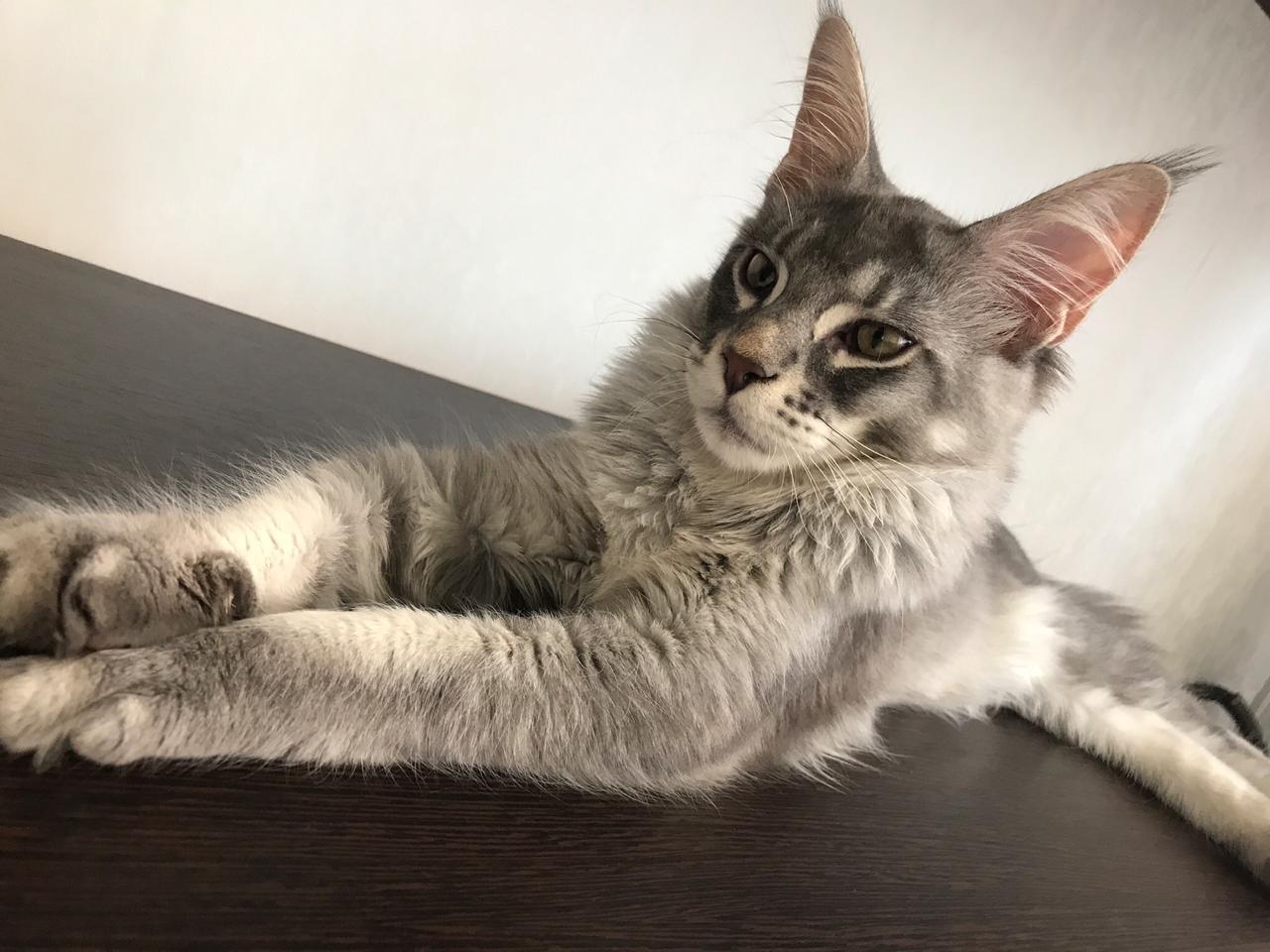 Лорд - Имена для мальчиков - Клички для котов и кошек