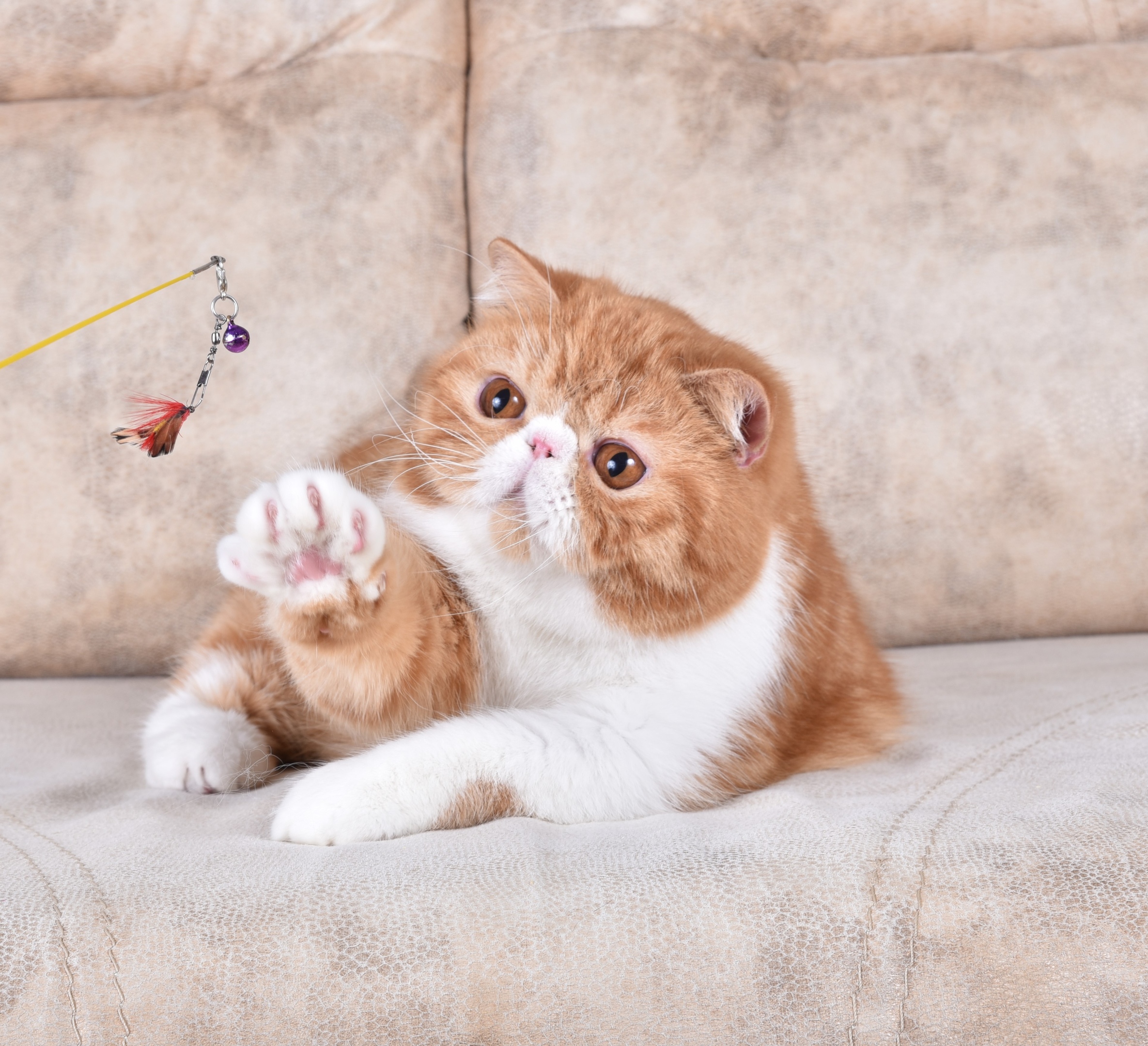 Гном - Имена для мальчиков - Клички для котов и кошек