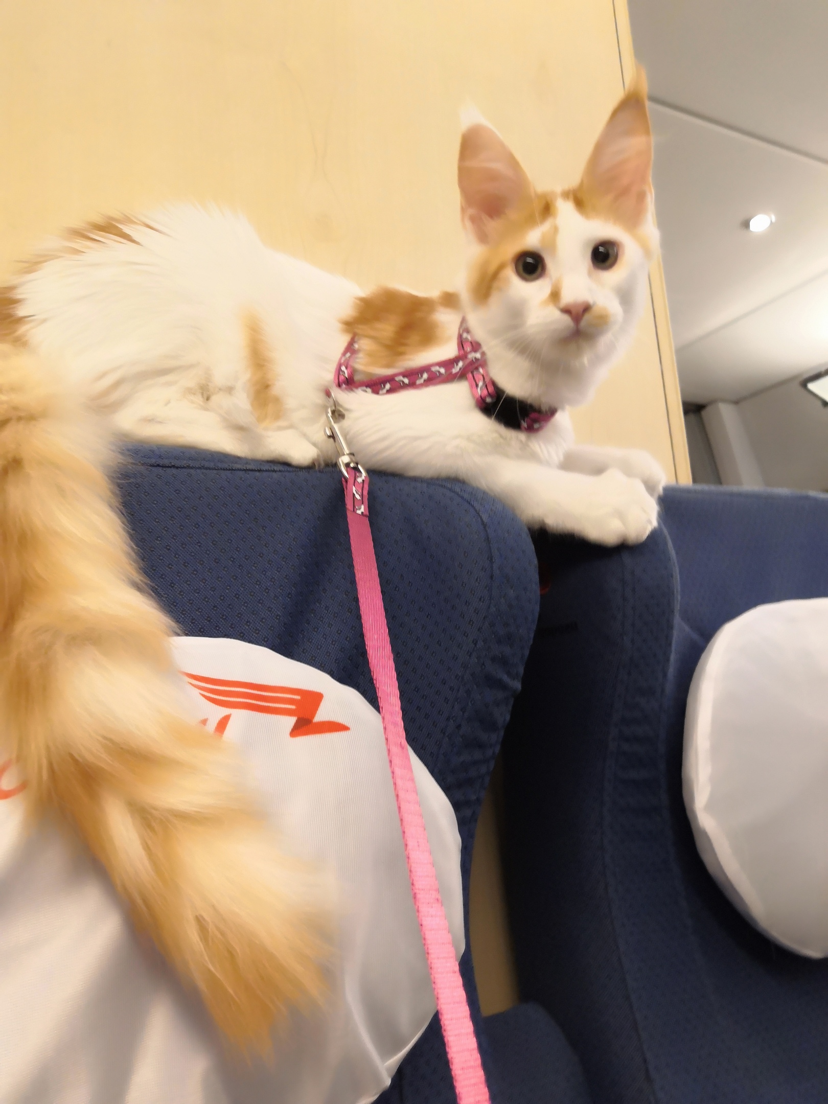 Гайка - Имена для девочек - Клички для котов и кошек