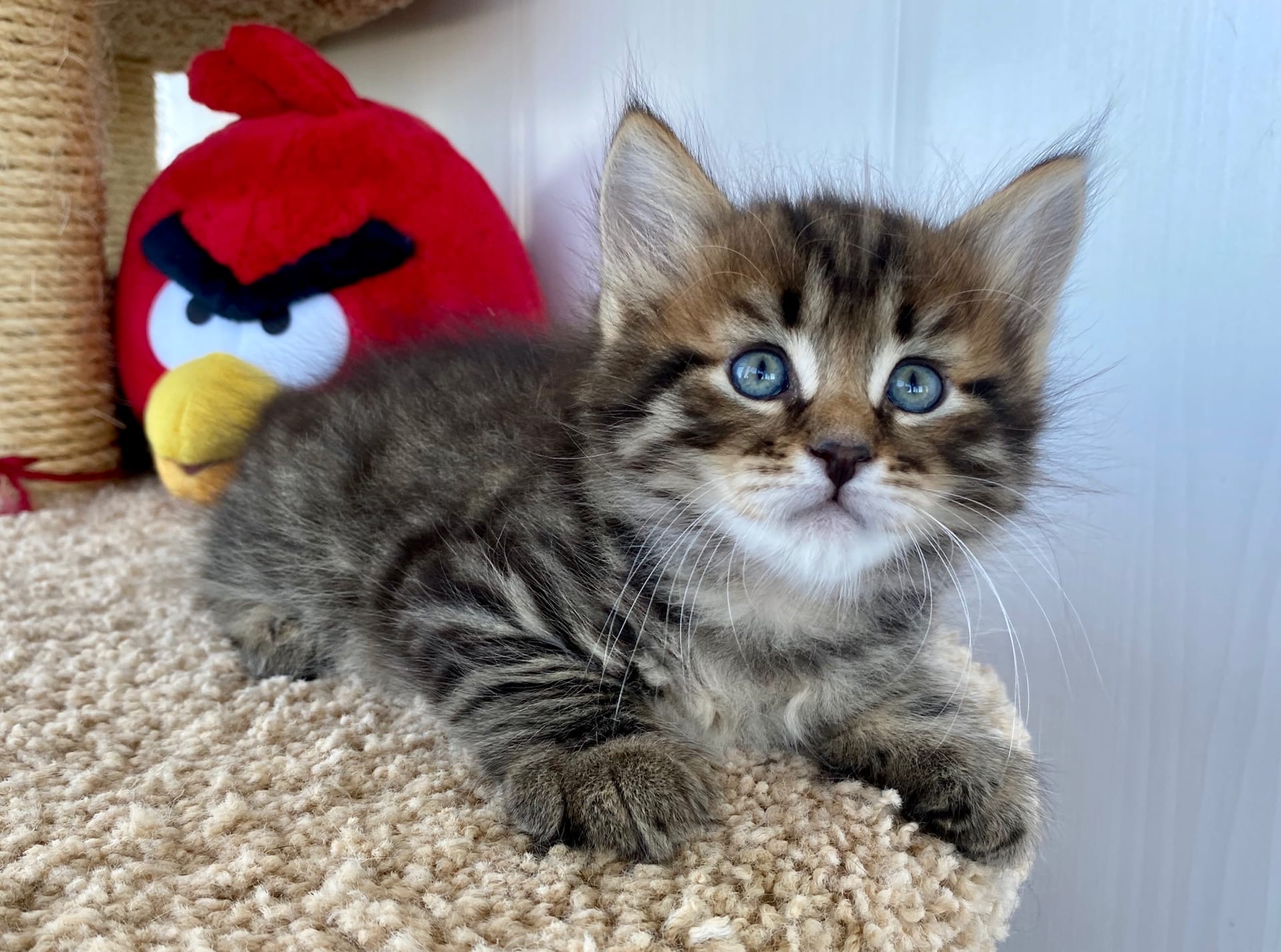 Даллас - Имена для мальчиков - Клички для котов и кошек