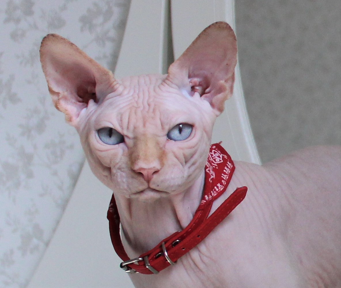 Фокс - Имена для мальчиков - Клички для котов и кошек