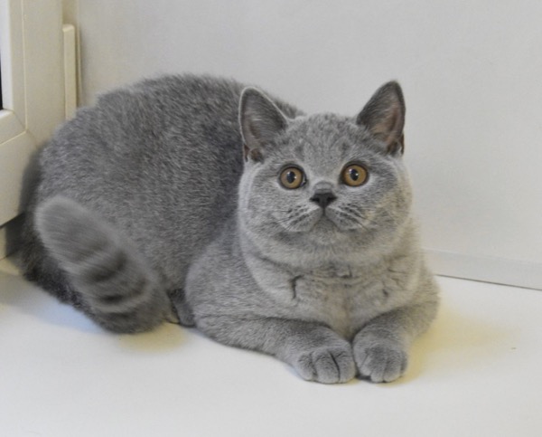 Палома - Имена для девочек - Клички для котов и кошек