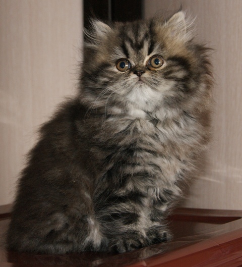 Варя - Имена для девочек - Клички для котов и кошек