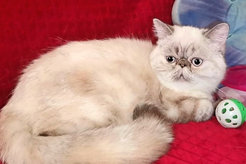 Мэри - Имена для девочек - Клички для котов и кошек