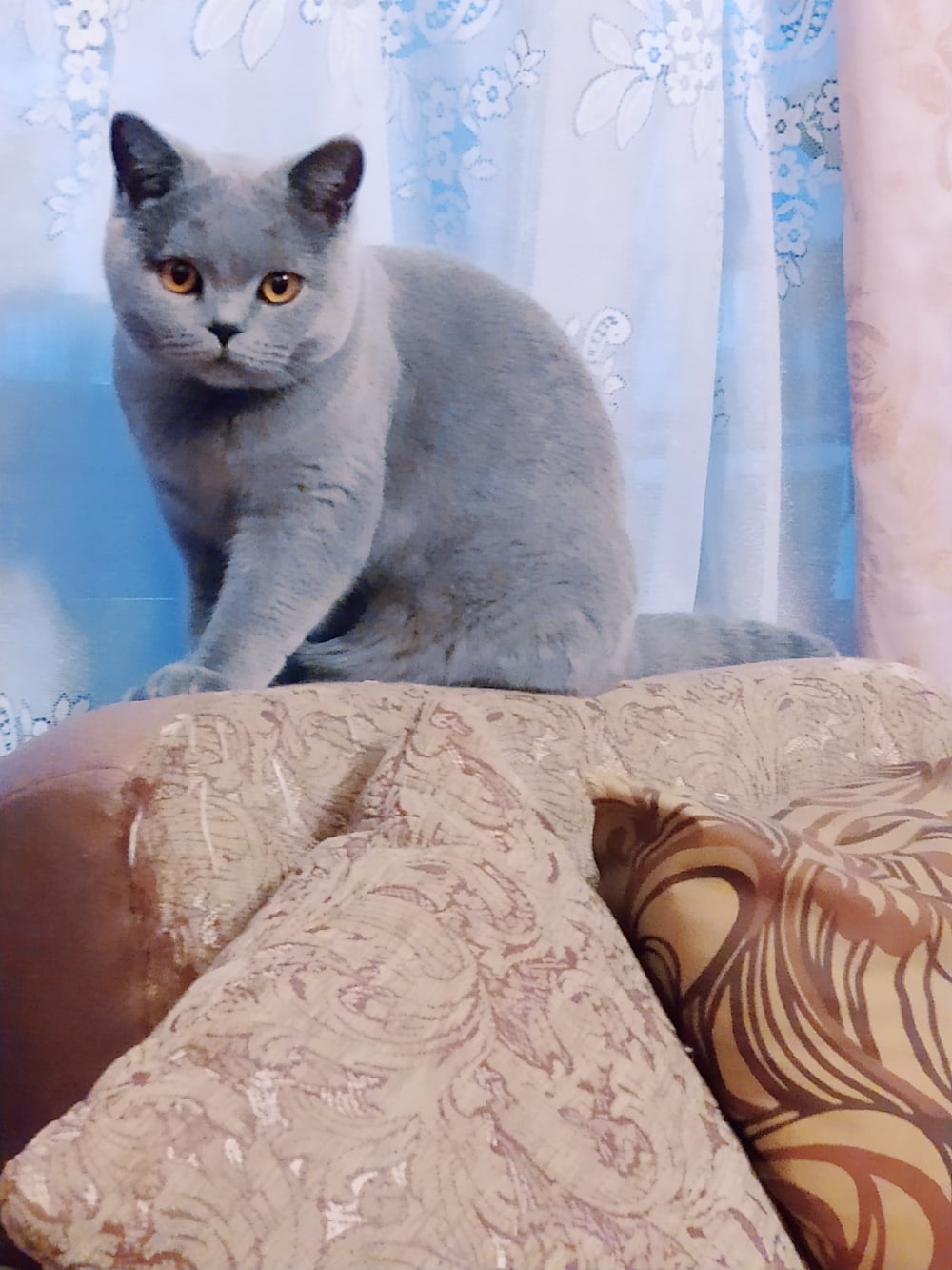 Бруня - Имена для девочек - Клички для котов и кошек