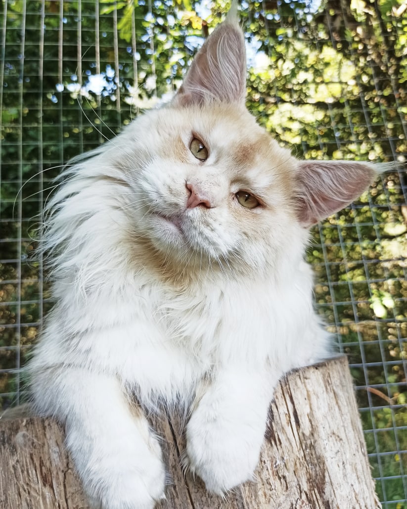 Жора - Имена для мальчиков - Клички для котов и кошек