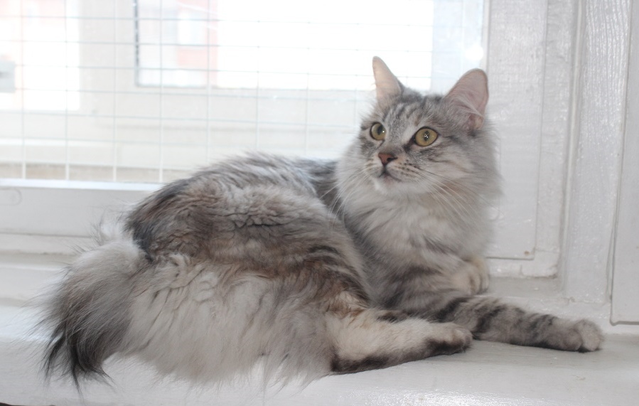 Зена - Имена для девочек - Клички для котов и кошек