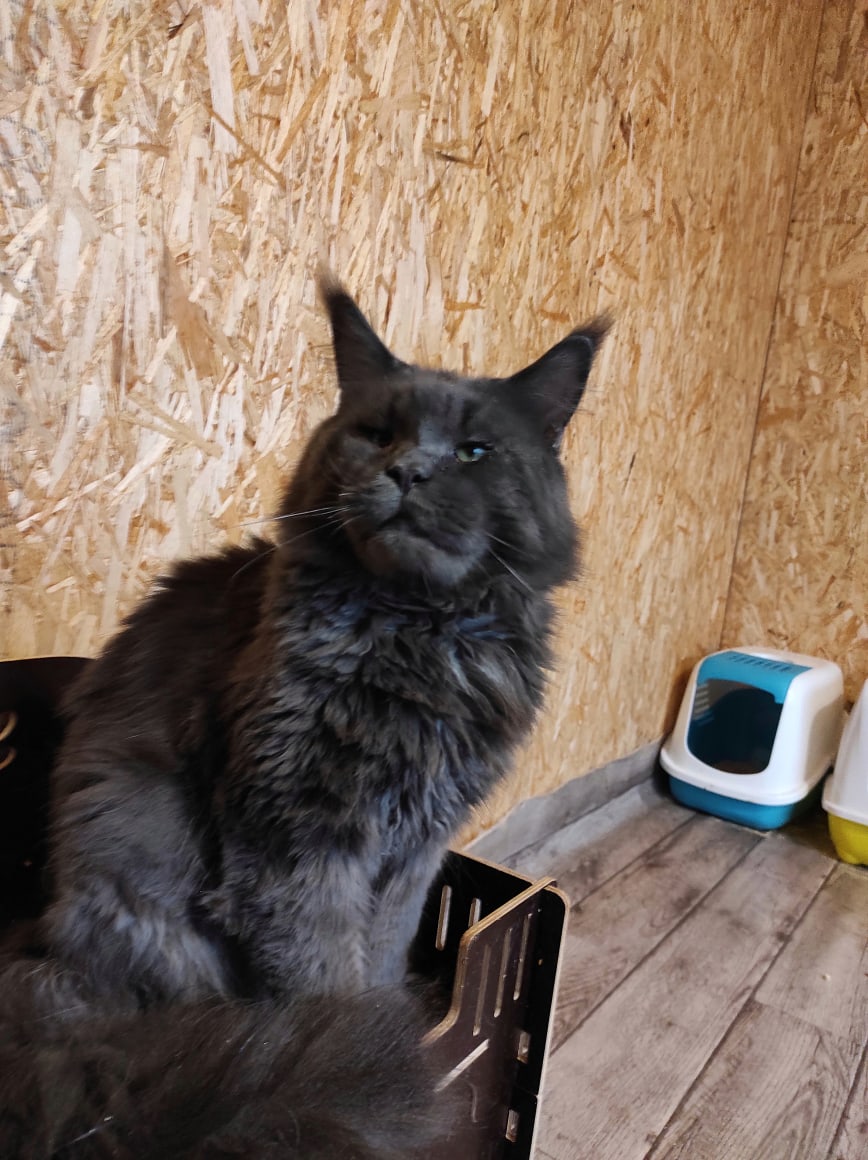 Плюша - Имена для мальчиков - Клички для котов и кошек