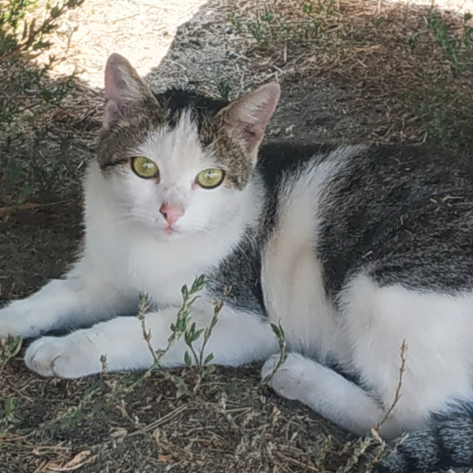 Мася - Имена для девочек - Клички для котов и кошек