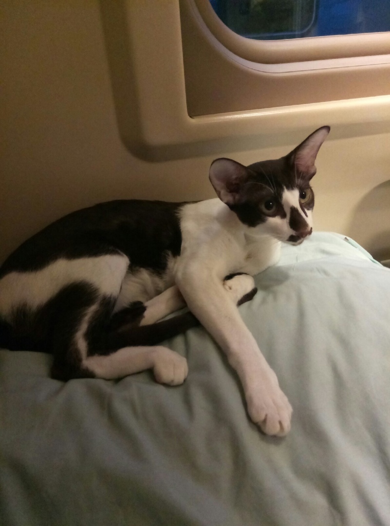 Каллисто - Имена для девочек - Клички для котов и кошек