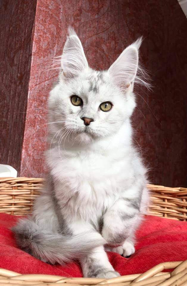 Нарния - Имена для девочек - Клички для котов и кошек