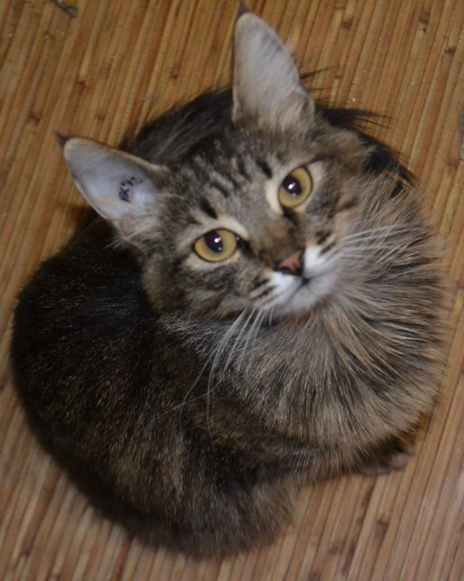 Лореаль - Имена для девочек - Клички для котов и кошек