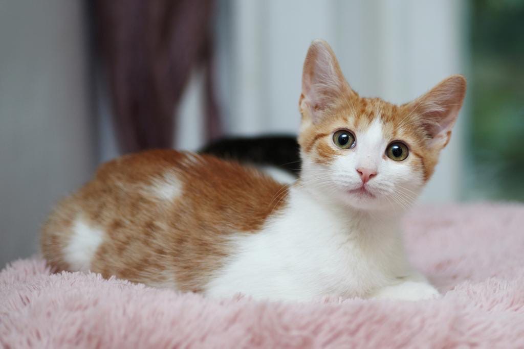 Эрни - Имена для мальчиков - Клички для котов и кошек