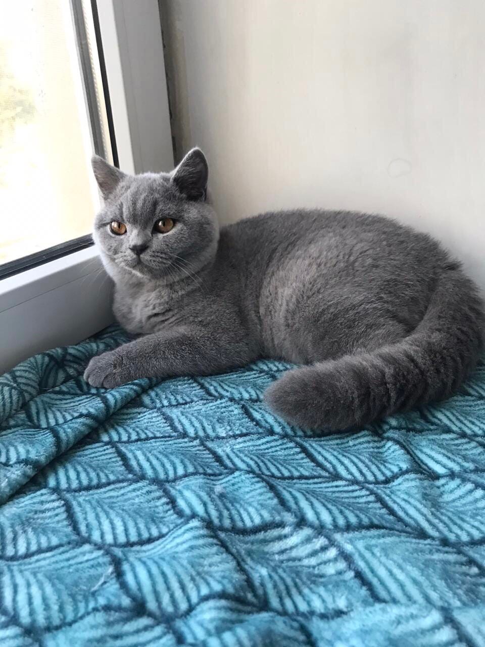 Монти - Имена для девочек - Клички для котов и кошек