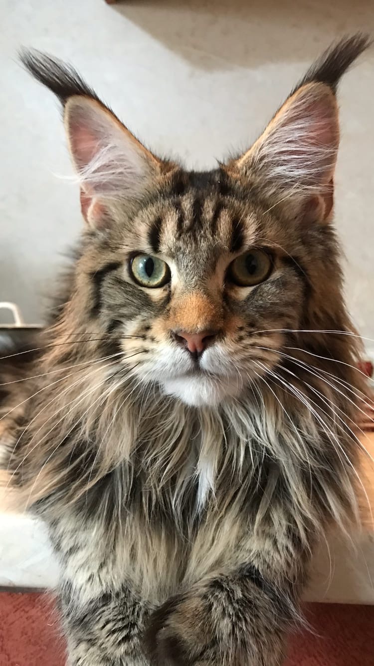 Жорик - Имена для мальчиков - Клички для котов и кошек