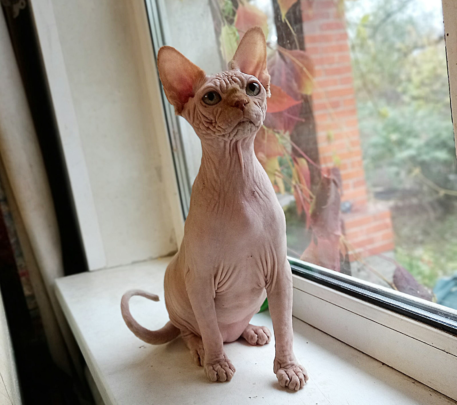 Остин - Имена для мальчиков - Клички для котов и кошек