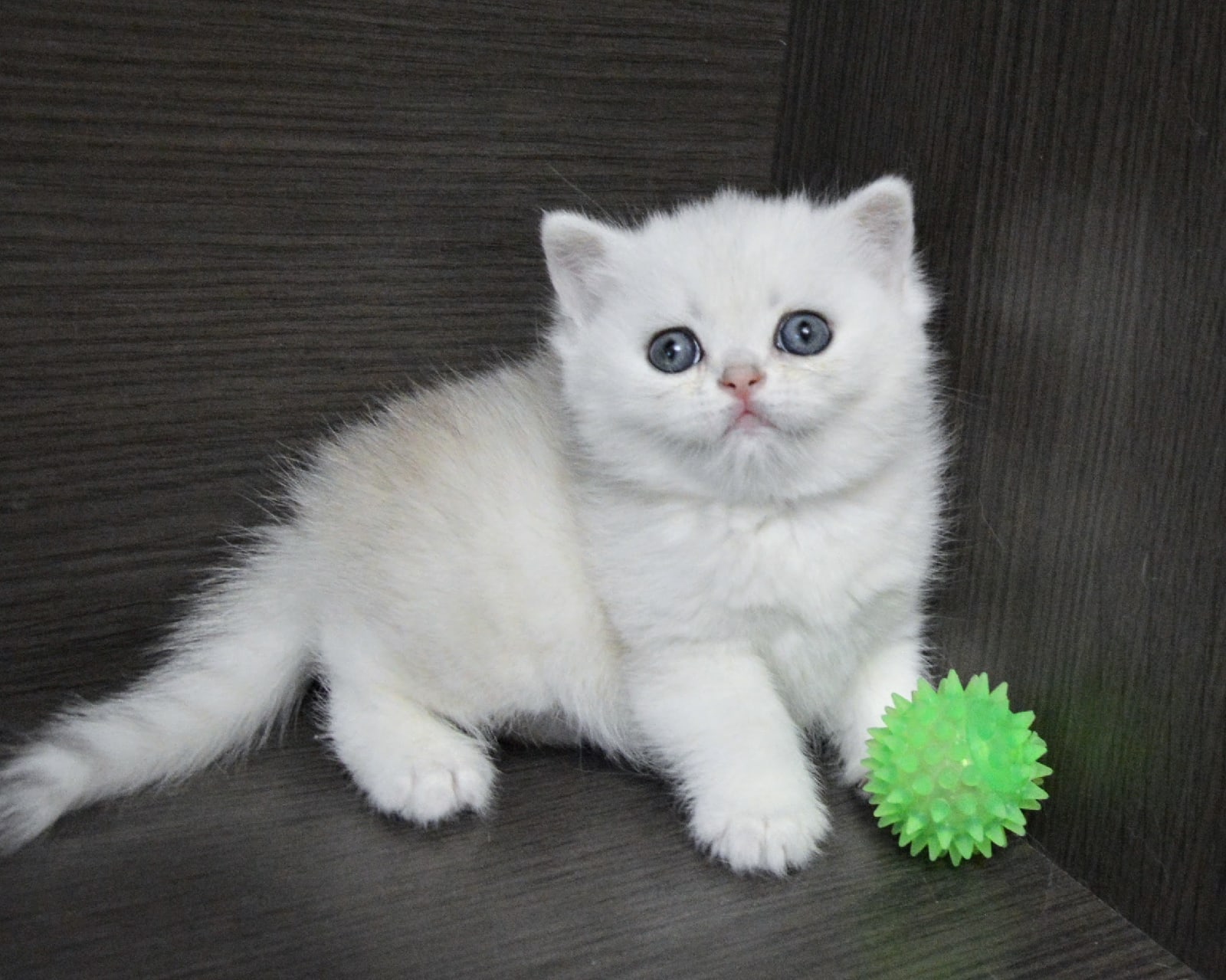 Захар - Имена для мальчиков - Клички для котов и кошек