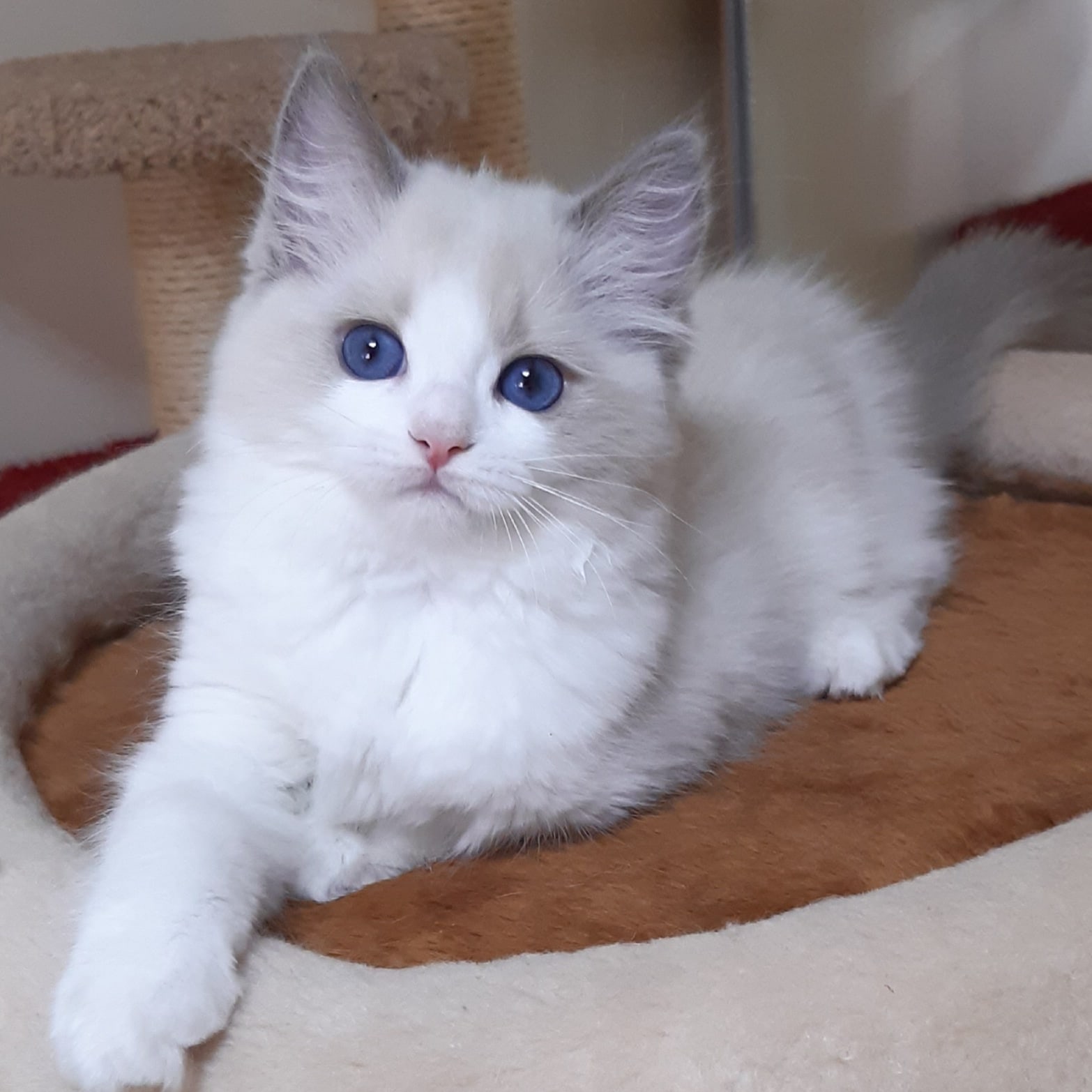 Кселия - Имена для девочек - Клички для котов и кошек