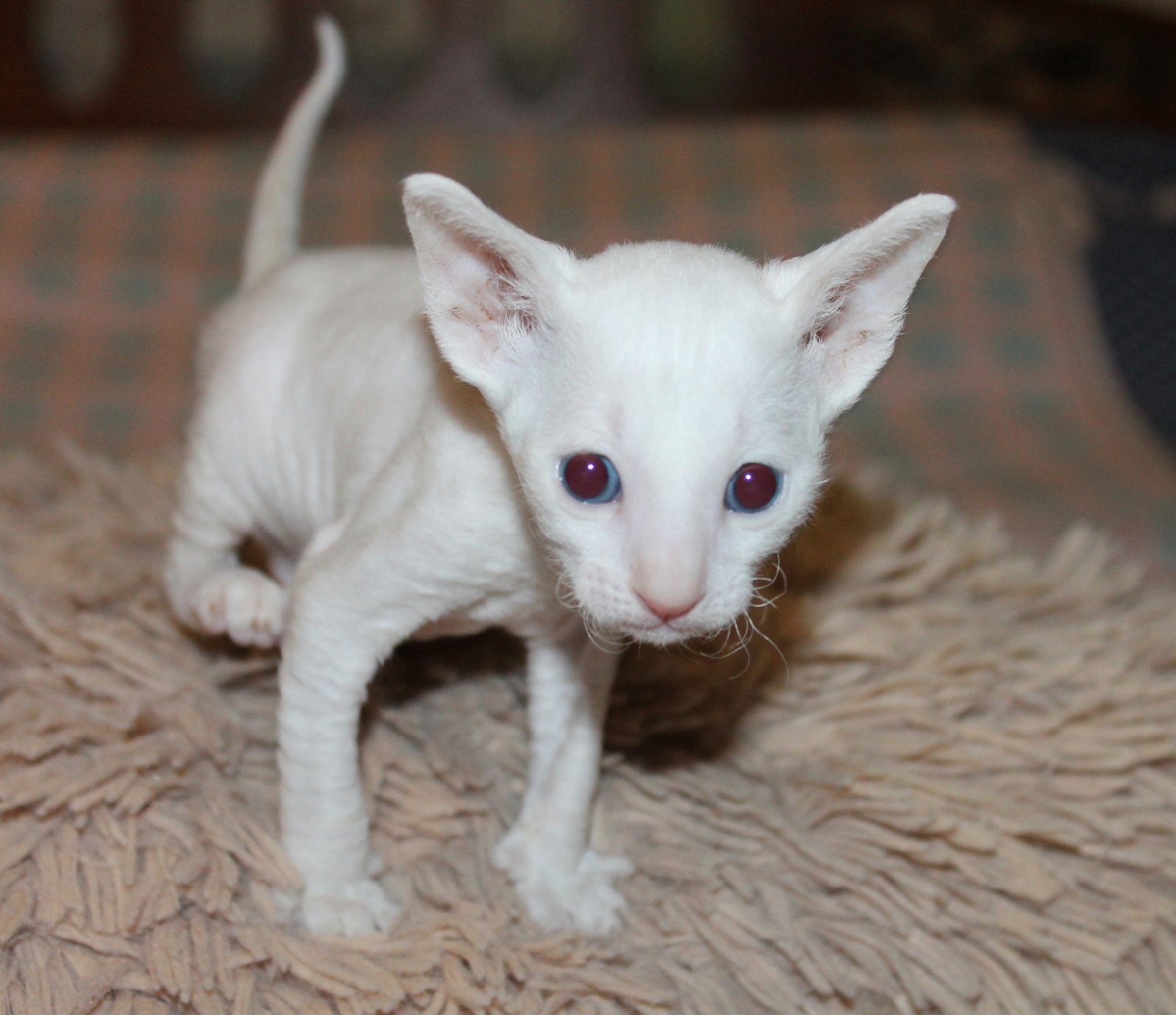 Мистик - Имена для мальчиков - Клички для котов и кошек