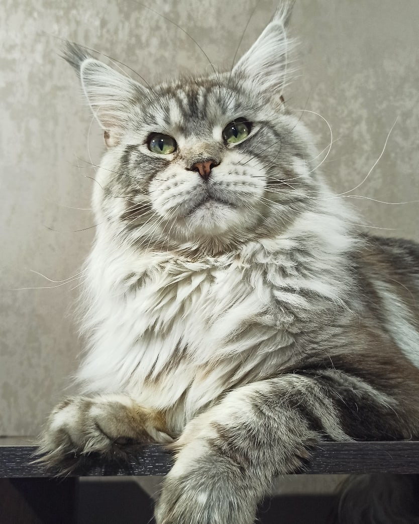 Бакрам - Имена для мальчиков - Клички для котов и кошек