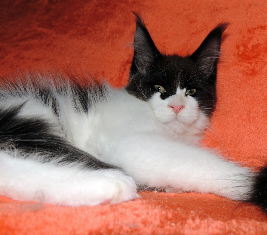 Эржена - Имена для девочек - Клички для котов и кошек